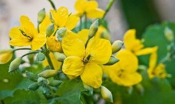 Metody ludowe leczenia grzyba nóg